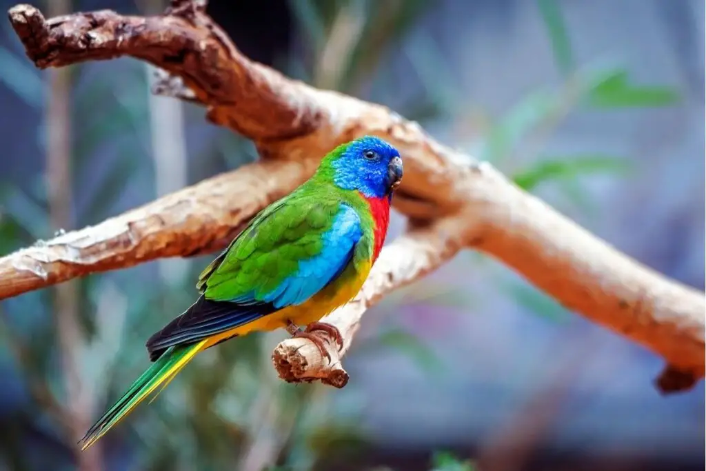 a Scarlet-chested Parrot perched in a tree