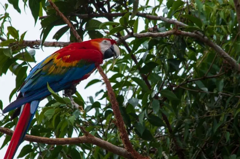 a Scarlet Macaw in a tree