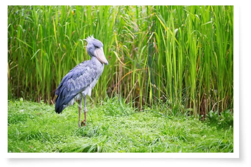 a Shoebill Stork standing on grass with tall green reeds in the background