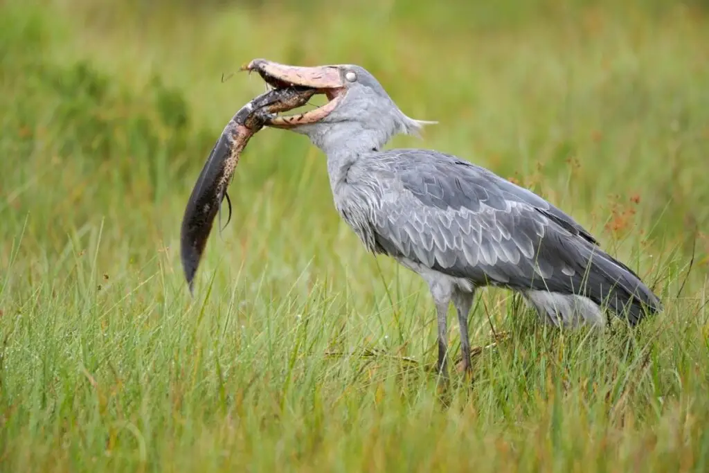 a Shoebill swallowing an eel