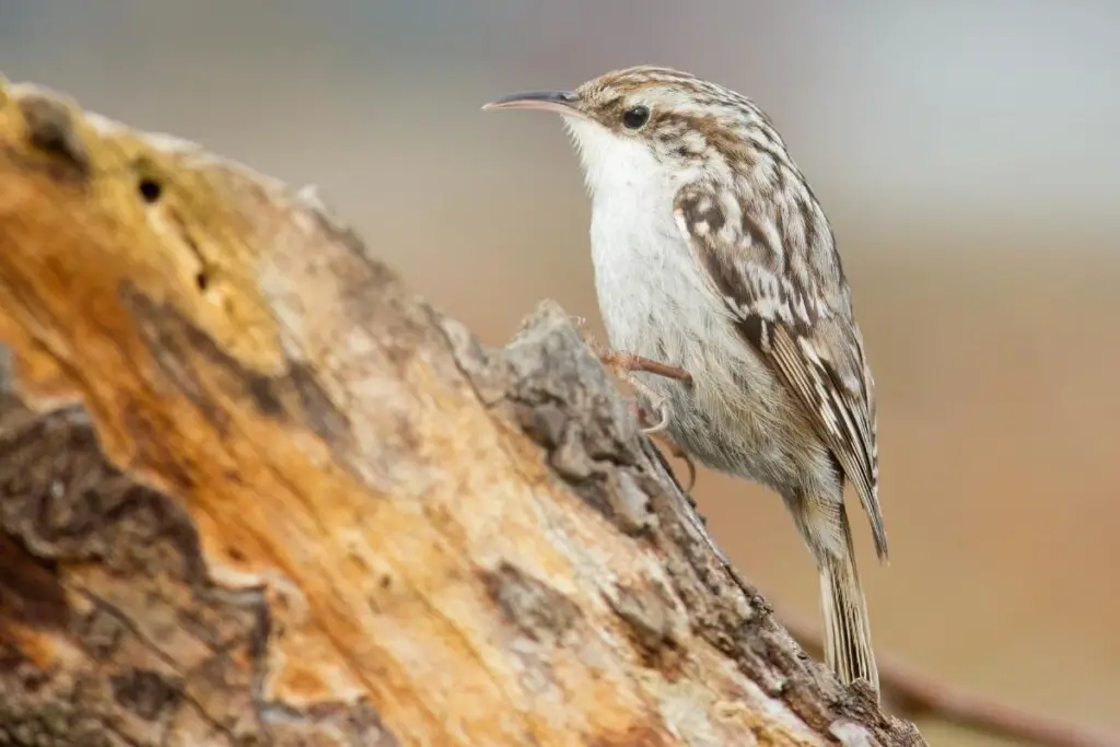 a Short-toed Treecreeper on a log