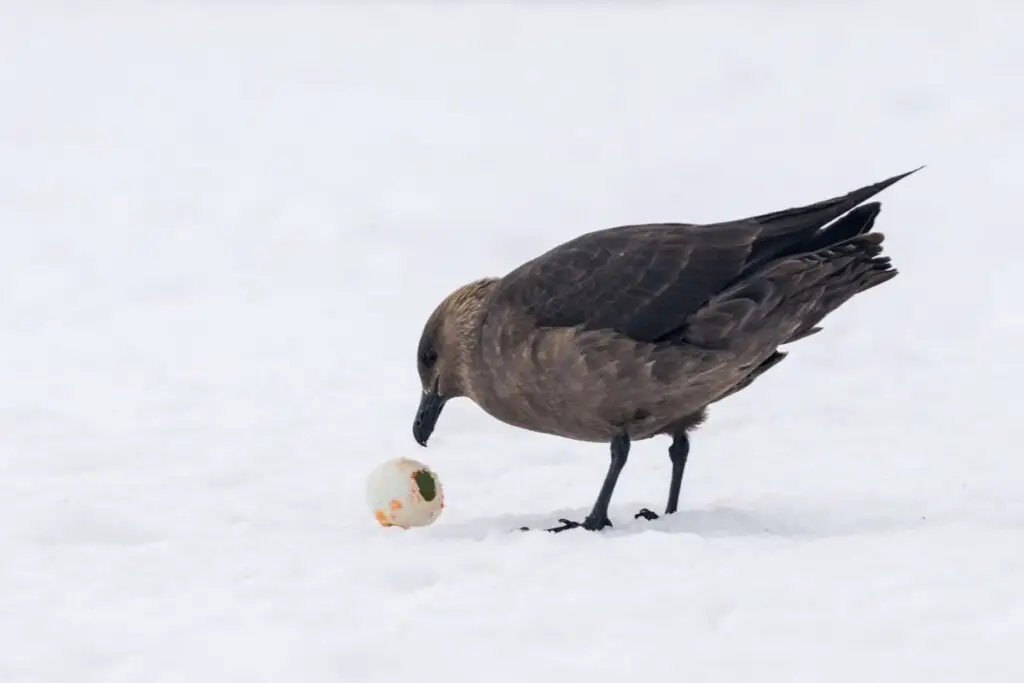 a South Polar Skua standing over a Penguin egg it has just eaten