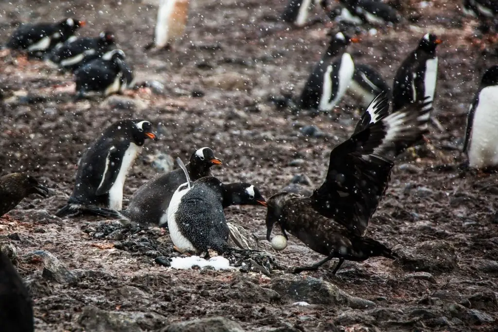 a Skua stealing a penguin egg in a colony of Gentoo penguins