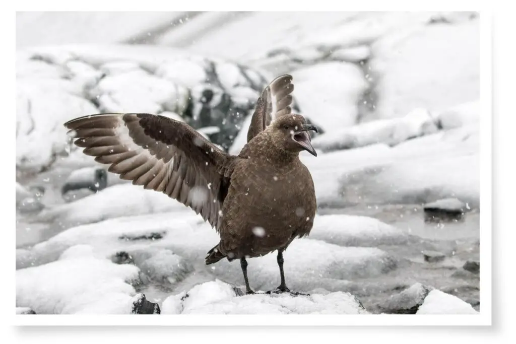 a South Polar Skua in the snow