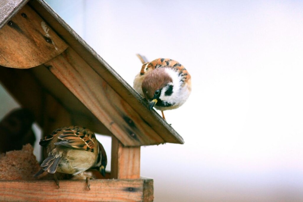 two Eurasian Tree Sparrows at a bird feeder