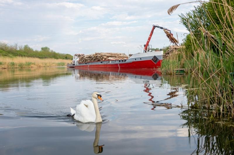 a white swam swimming away from a barge being loaded with logs