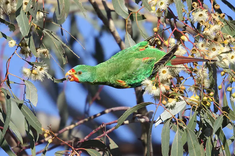 a Swift Parrot eating in a flowering gum tree