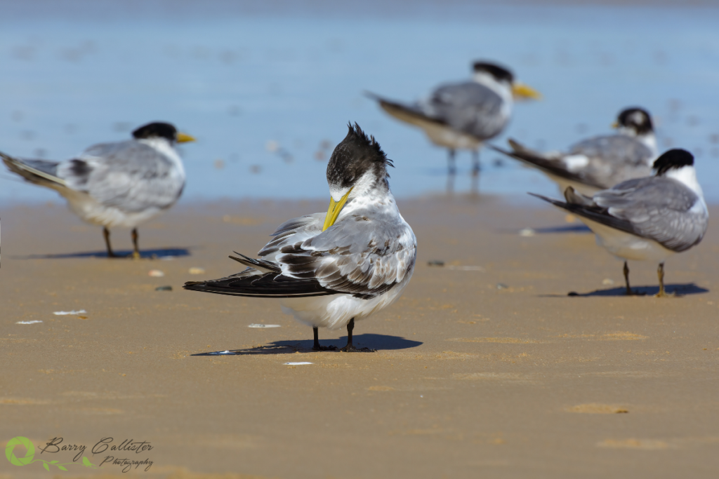 a Crested Tern standing on sand preening with four other terns in the background