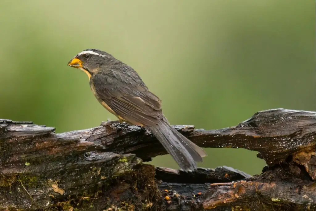 a Thick-billed Saltator bird perched on a log