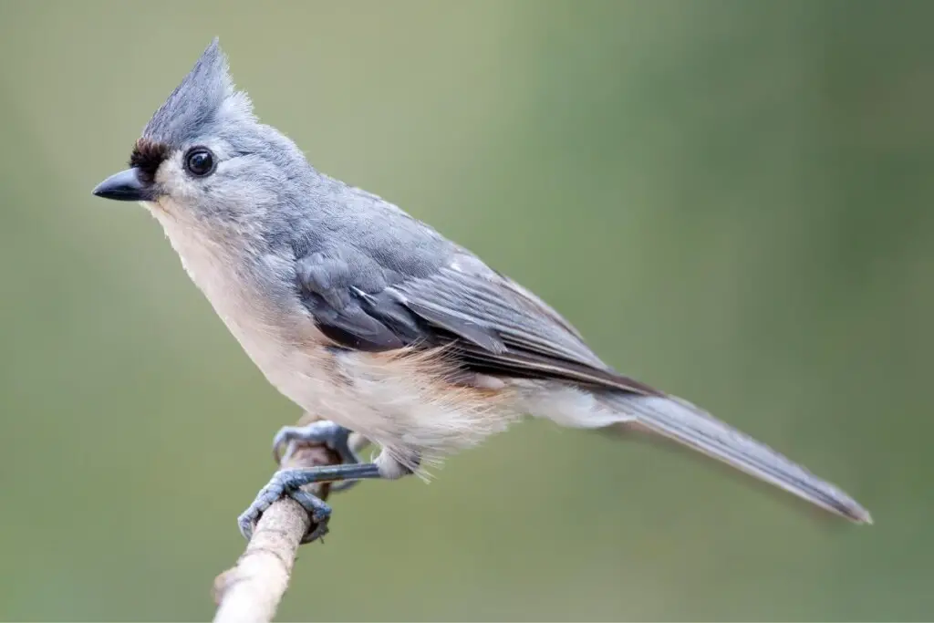 a Tufted Titmouse perched on a branch