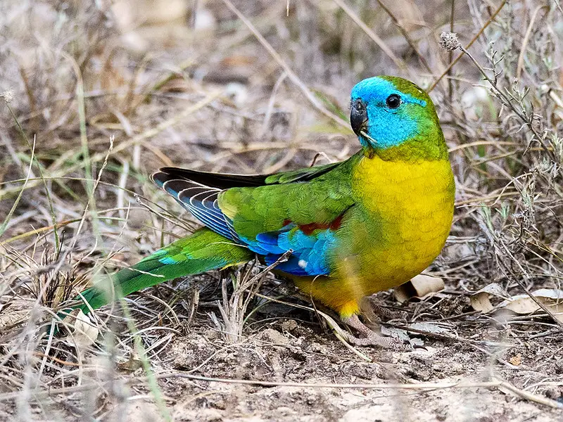 a male Turquoise Parrot standing on the ground