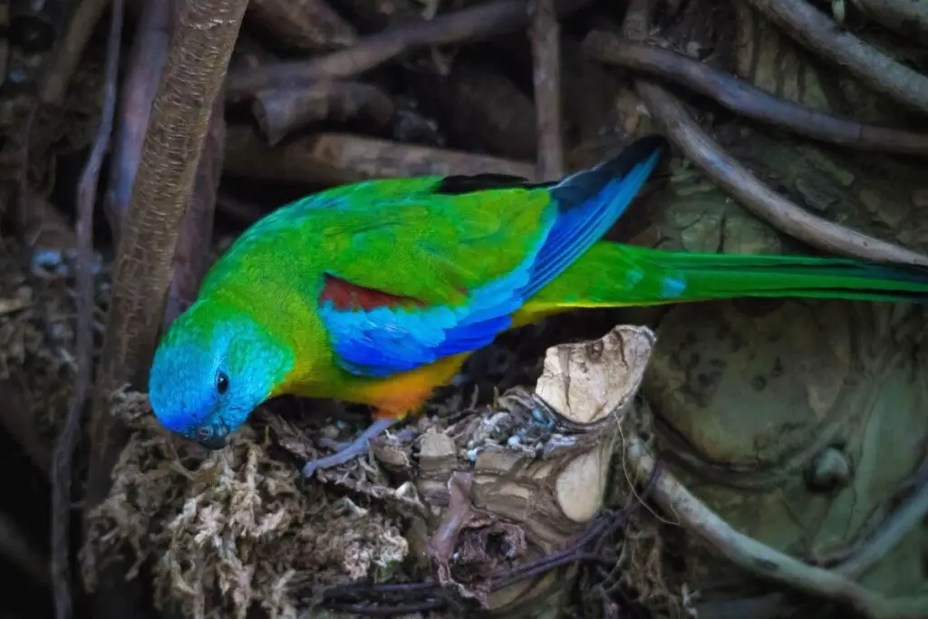a Turquoise Parrot perched on a tree stump