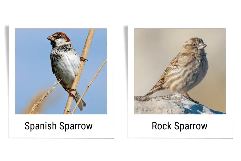 a Spanish Sparrow and a Rock Sparrow
