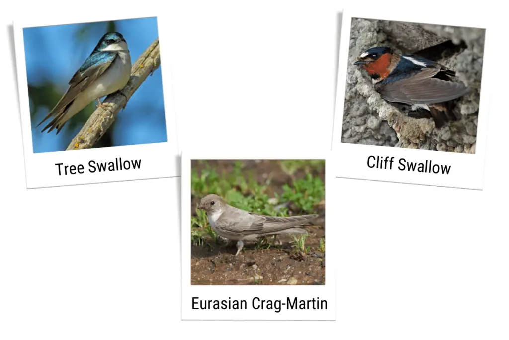 a Tree Swallow, a Cliff Swallow, and a Eurasian Crag-martin
