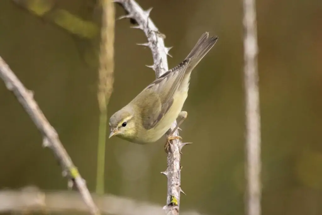 a Willow Warbler perched on a thorny branch