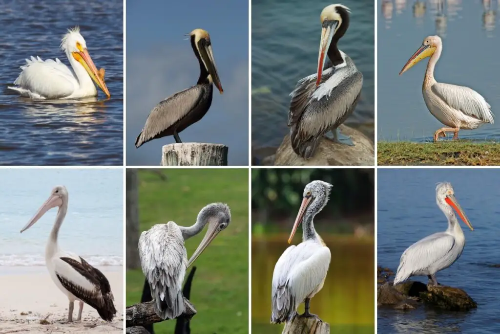 Top row left to right - American White, Brown, Peruvian, Great White
Bottom row left to right - Australian, Pink-backed, Spot-billed, Dalmatian