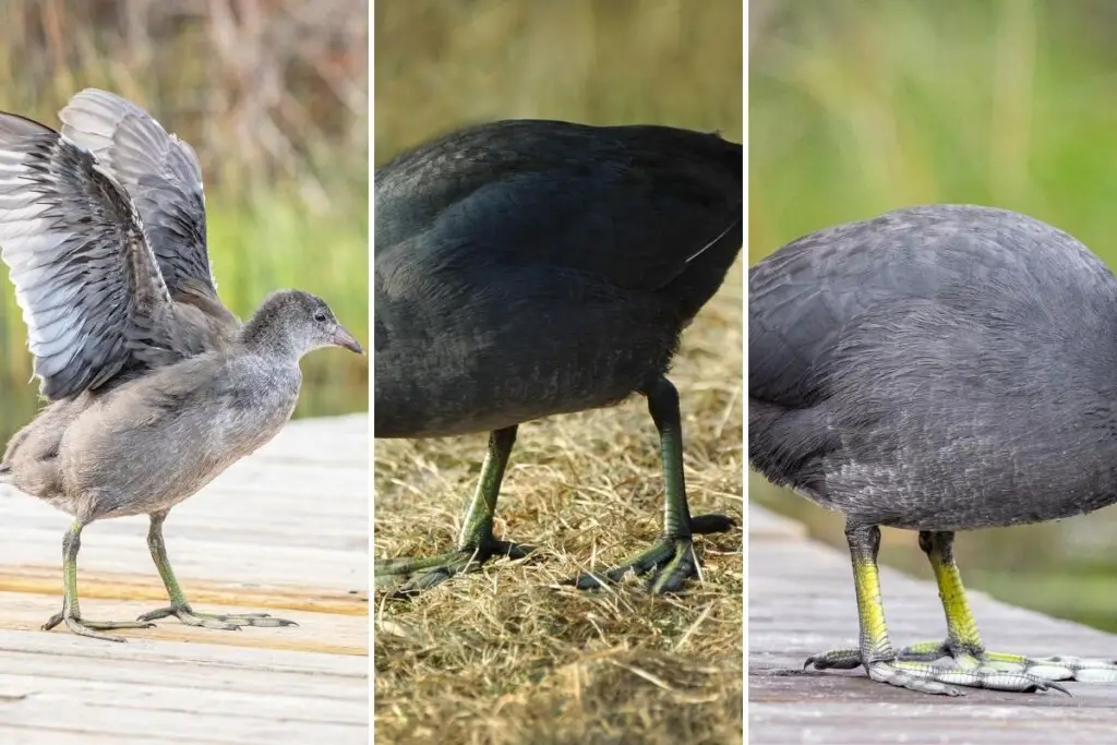 three images of American Coots showing the difference in their leg color