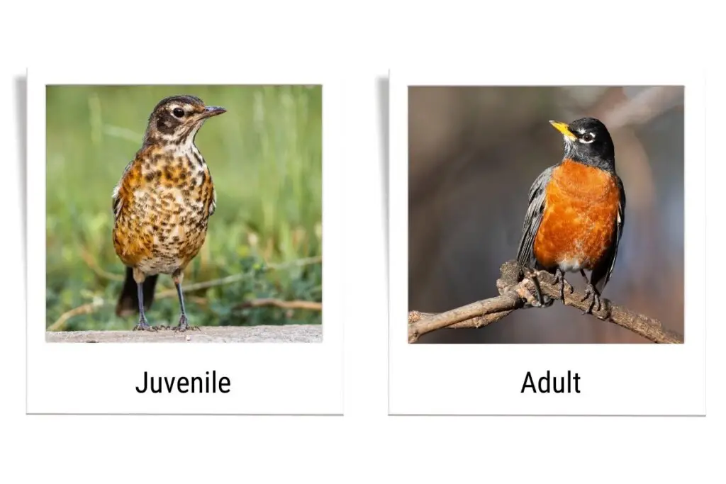 two images of American Robins, a juvenile on the left and an adult on the right