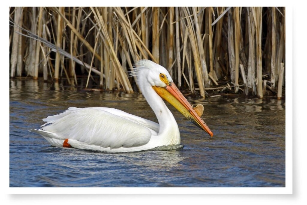 an Amercian white pelican swimming with reeds in the background