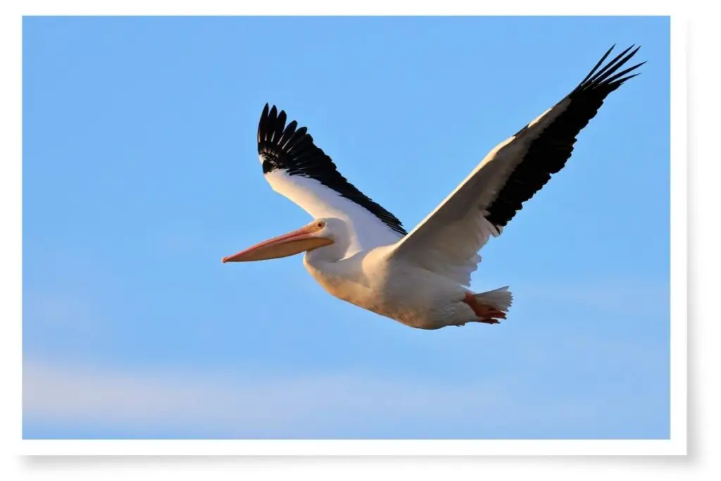 an Australian Pelican in flight against blue sky
