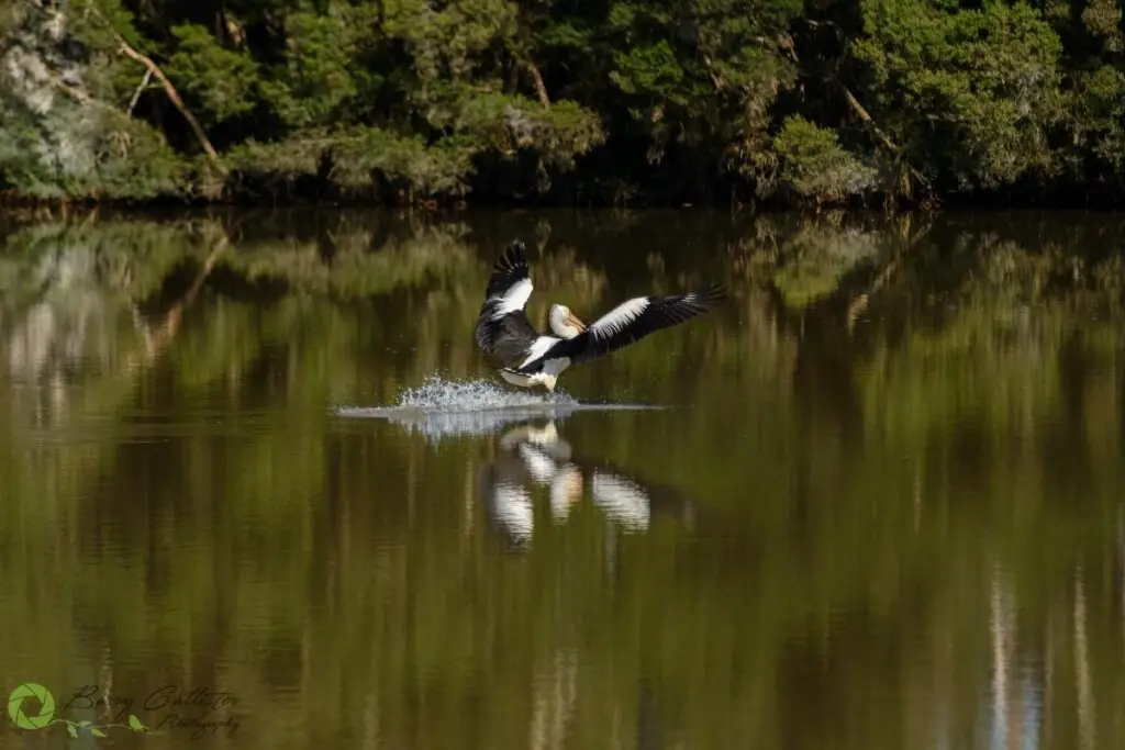 an Australian Pelican landing on a lake