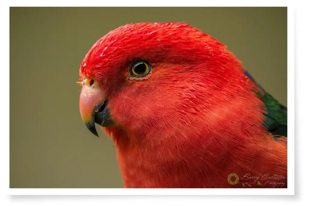 a close-up of the head and neck of a male King Parrot