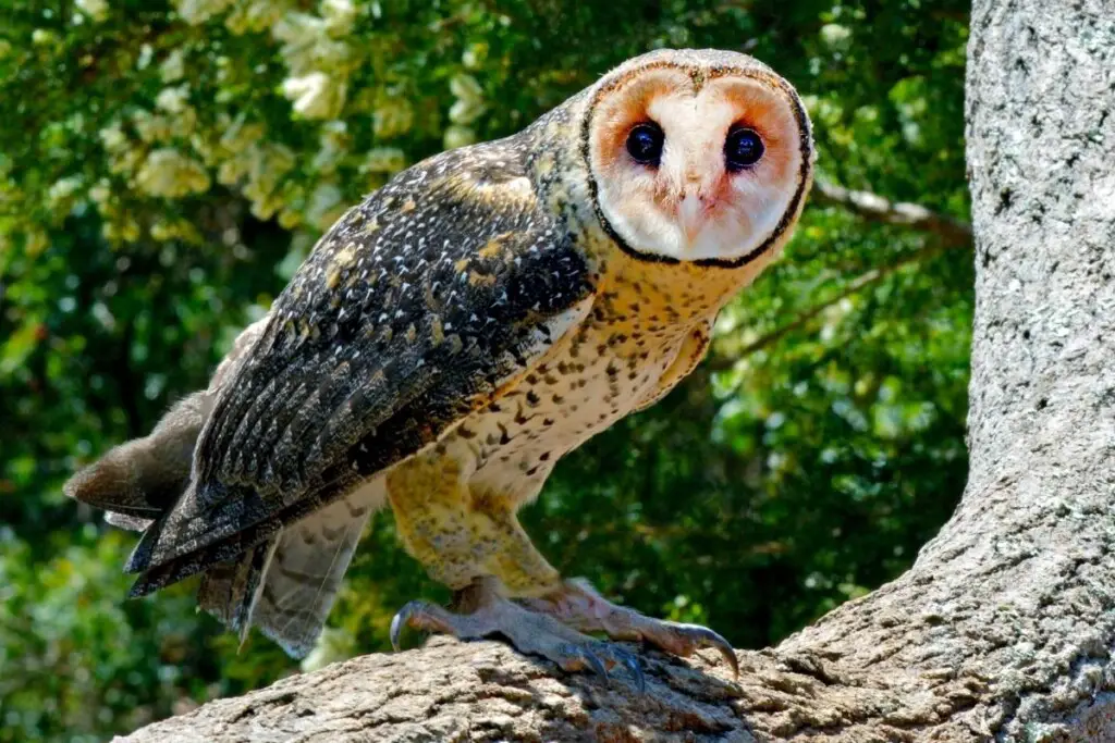 an Australian Masked Owl perched on a branch during the day