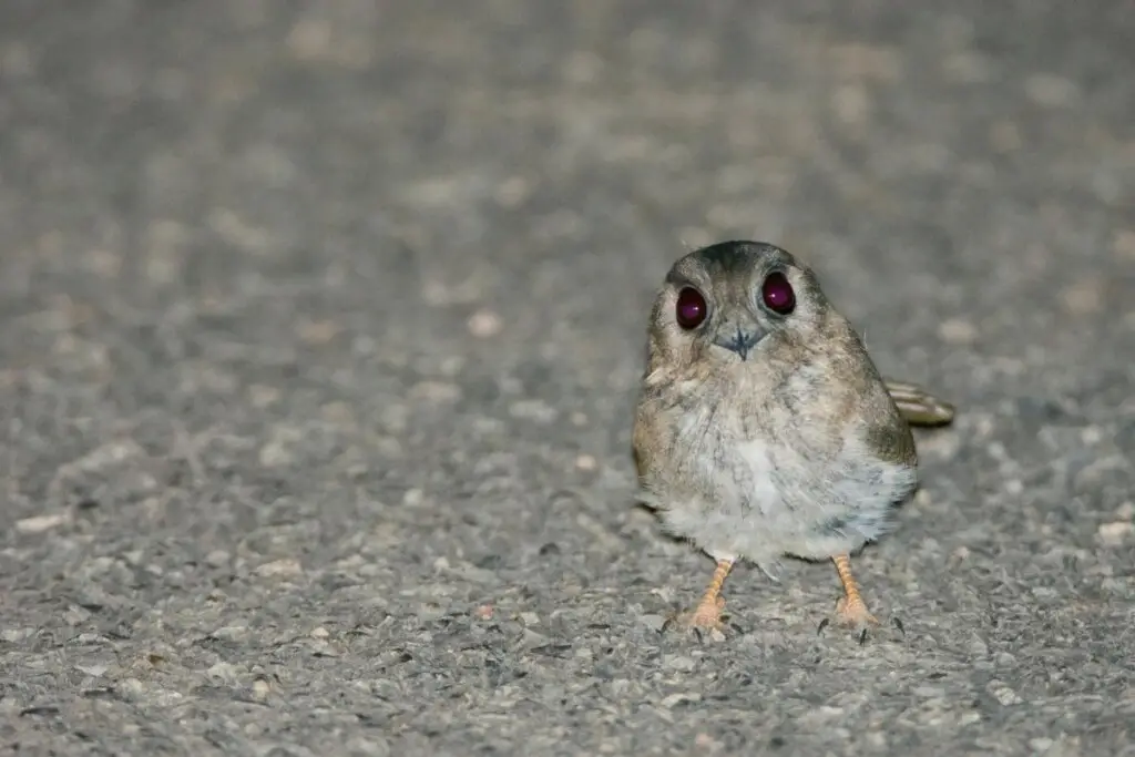 an Australian Owlet Nightjar standing on the ground