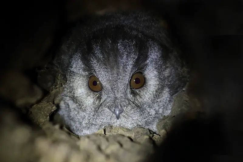 a close-up of an Australian Owlet Nightjar in a tree hollow