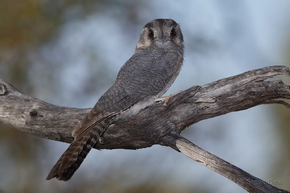 an Australian Owlet Nightjar perched the branch