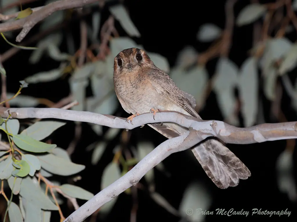 an Australian Owlet Nightjar perched the branch of a gum tree