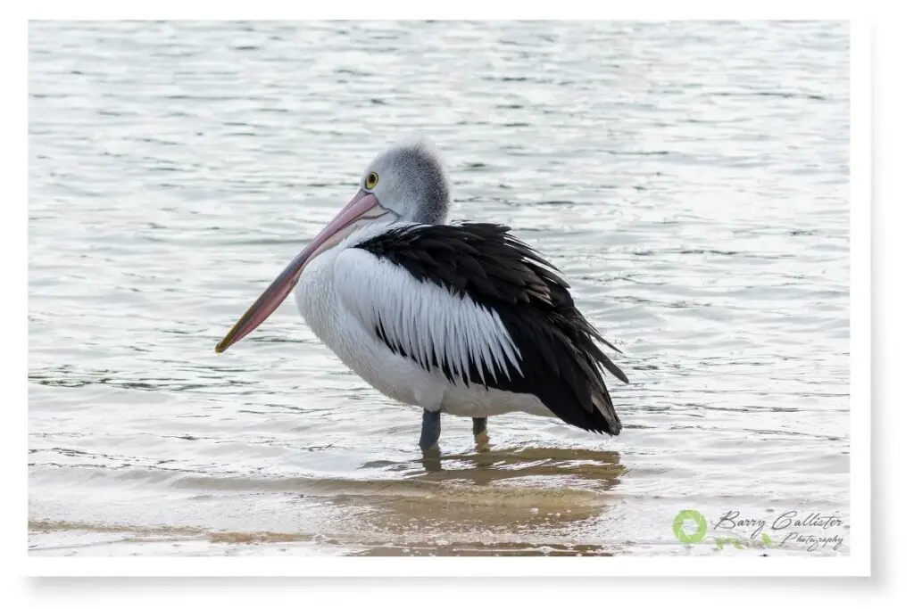 an Austalian Pelican standing in shallow water with its left side to the camera