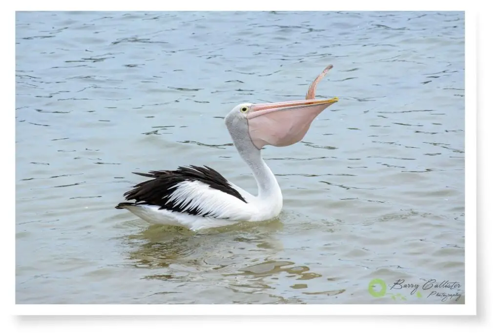 an Australian Pelican with a large fish in its pouch
