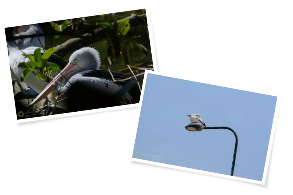 an Australian Pelican sleeping and one perched on a street lamp