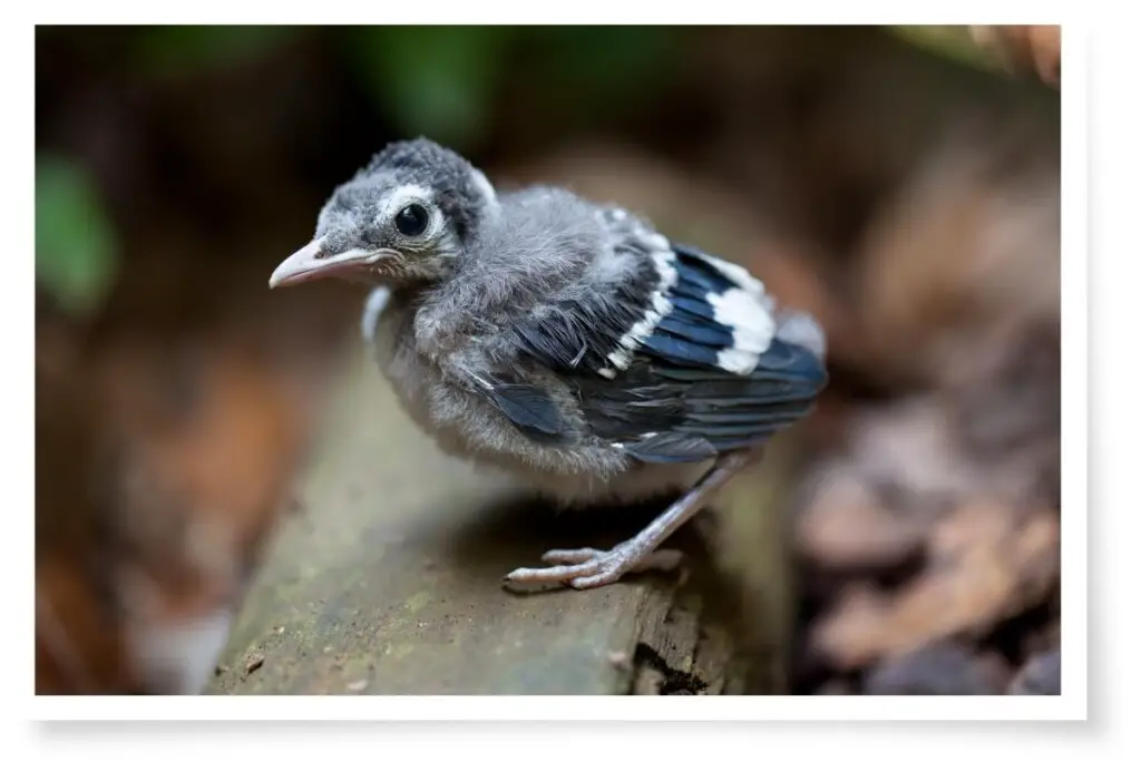 a baby bird perched on a log