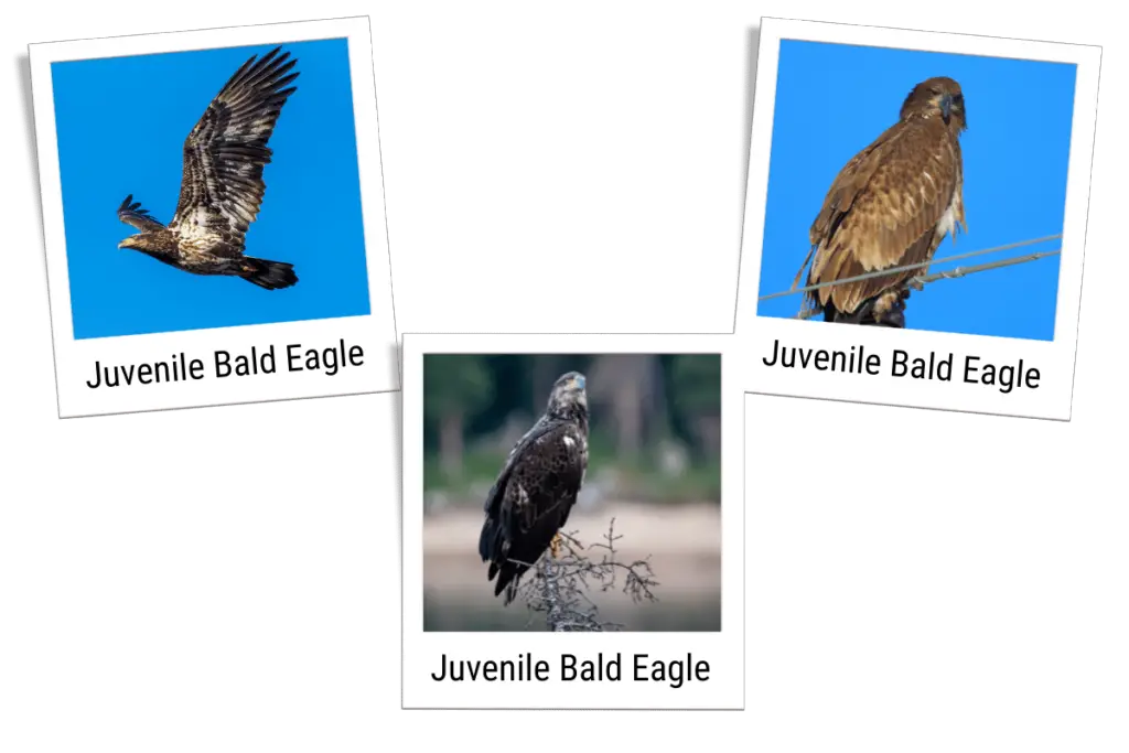 three different images of juvenile Bald Eagles with various plumage
