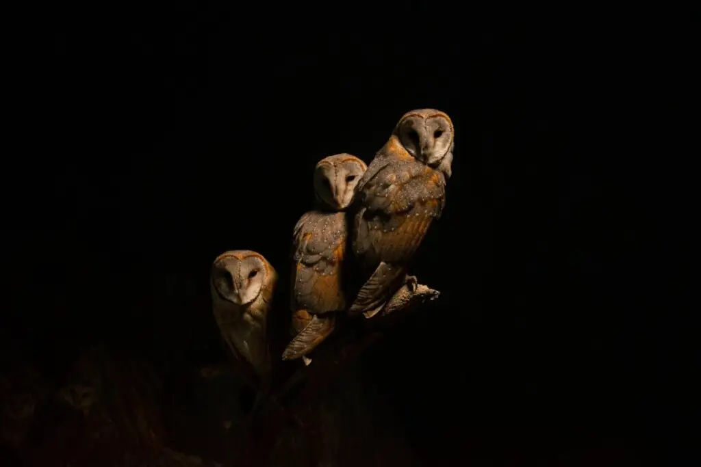 three barn owls perched on a branch illuminated against a black background