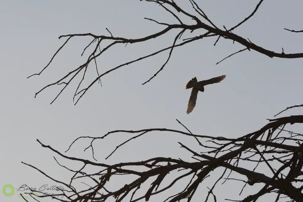 a bird flying away from a leafless tree