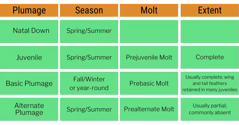 a table showing the molts and plumage stages of birds