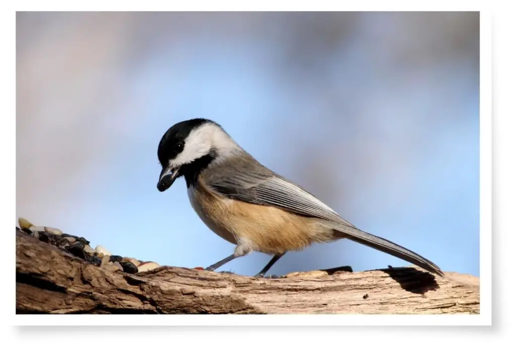 a Black-capped Chickadee perched on a log with a seed in its beak