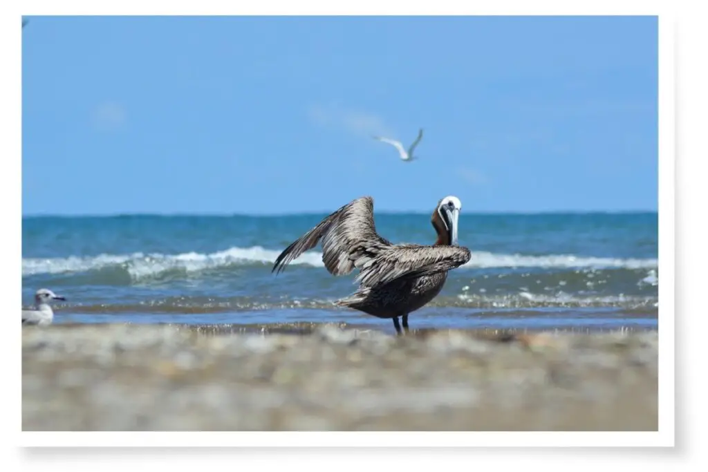 a Brown Pelican preening on a beach