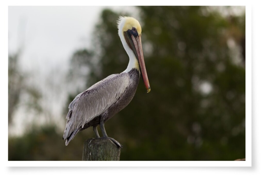 a Brown Pelican perched on a post