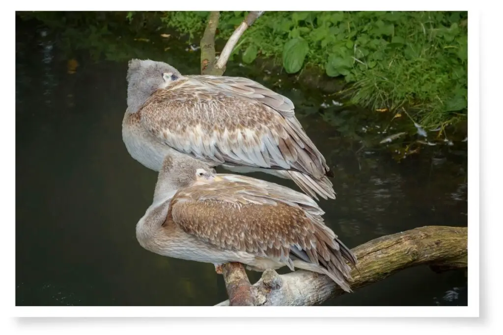 two Brown Pelicans sleeping perched on a branch 