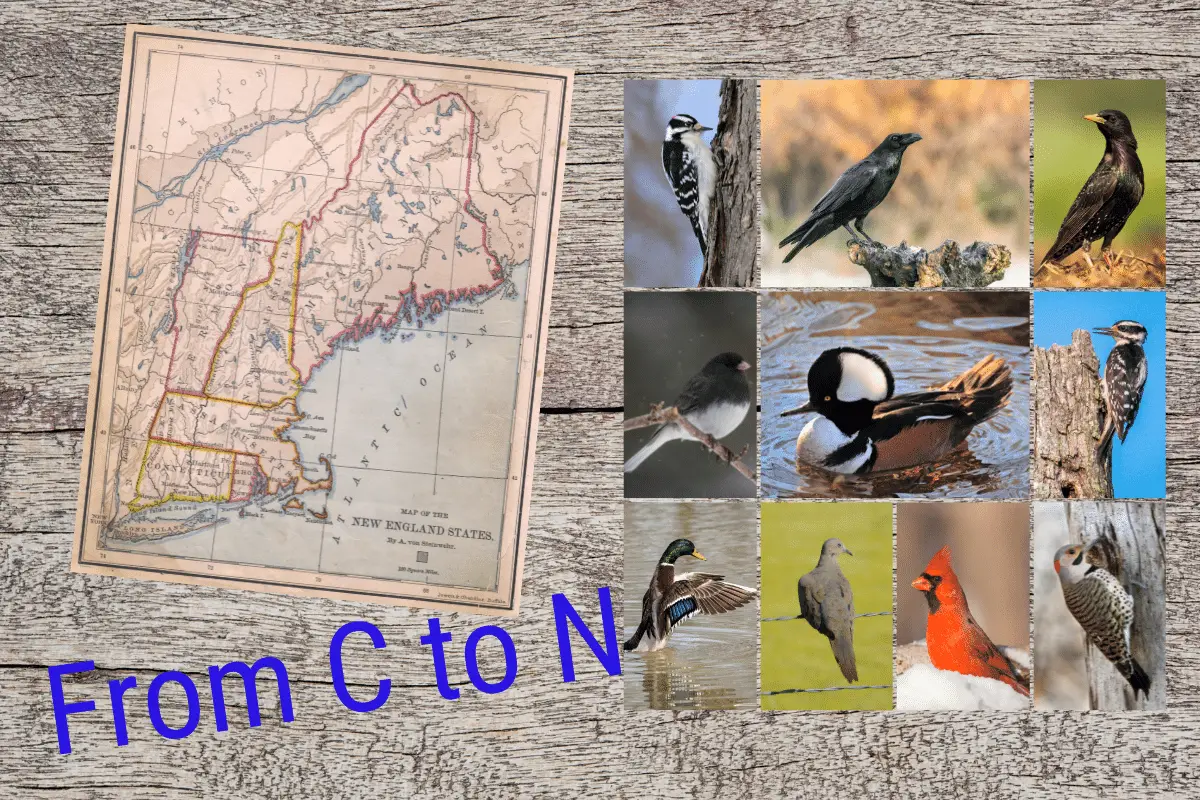 10 Common New England Bird Calls From C to N