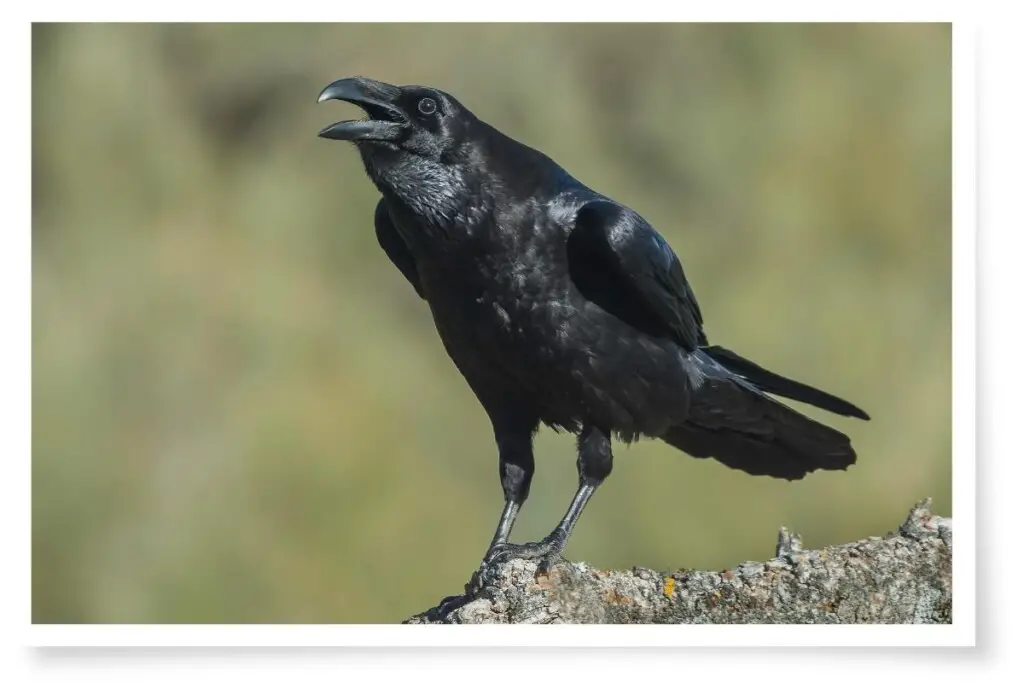 a Common Raven perched on a log with its beak open