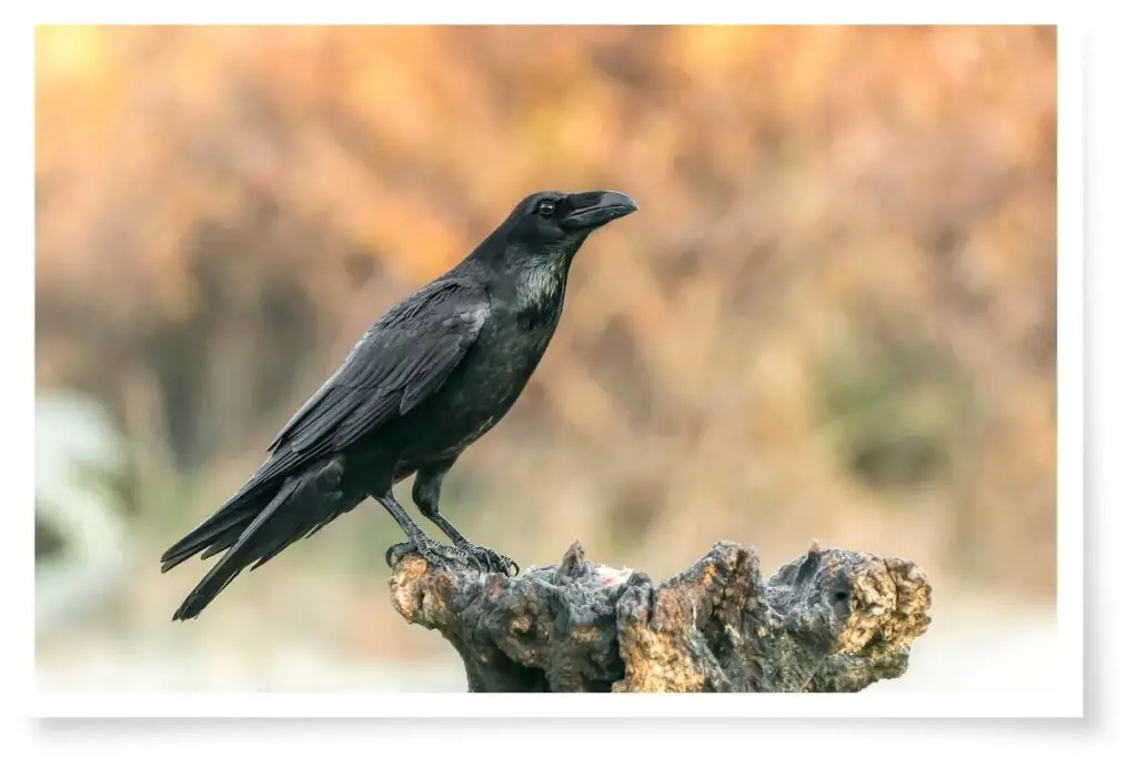 a Common Raven perched on a stump