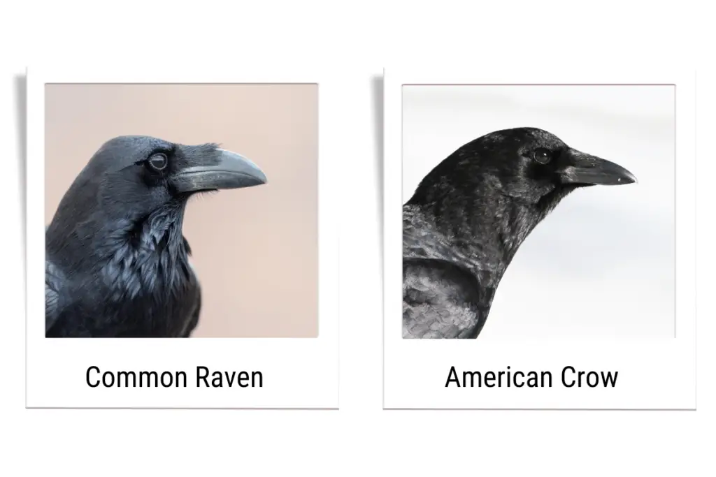 a Common Raven on the left and an American Crow on the right