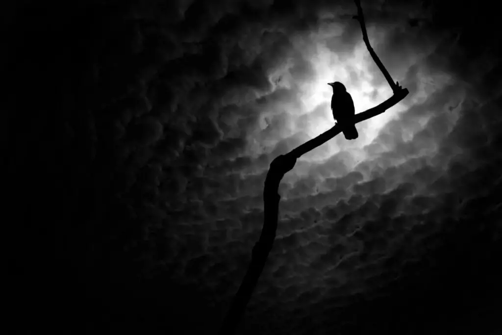 a crow perched on a branch against a moonlit cloudy sky