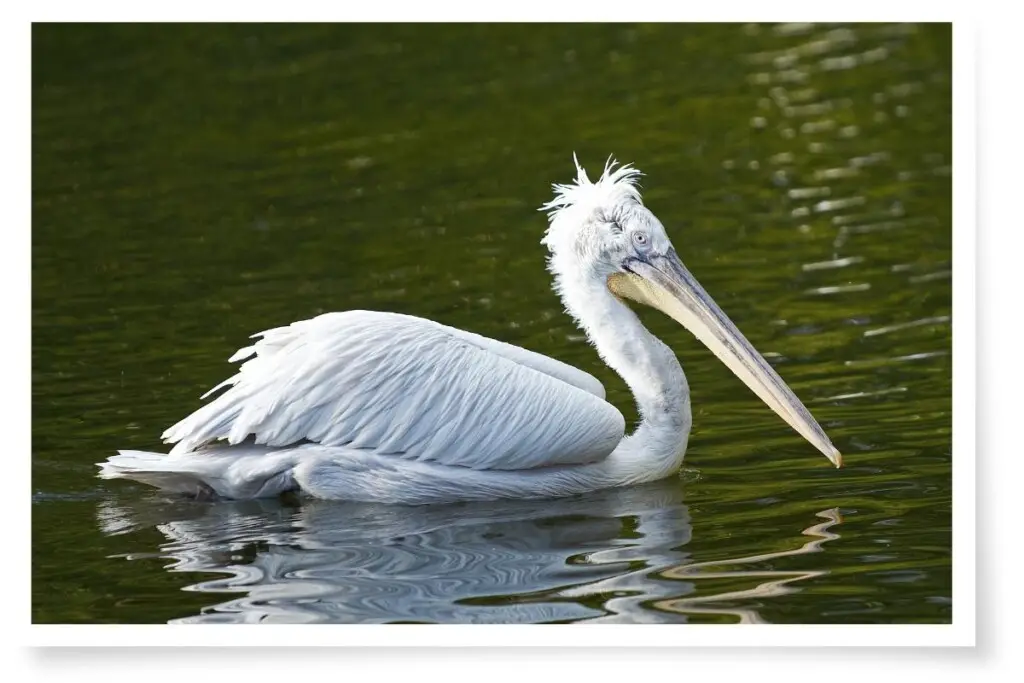 a Dalmatian Pelican swimming