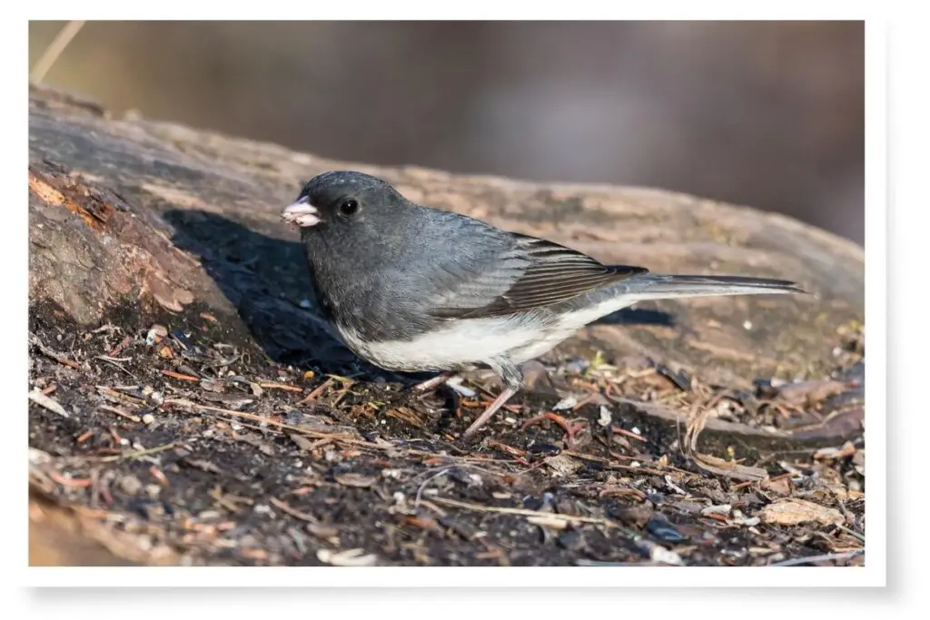 a Dark-eyed Junco feeding on the ground